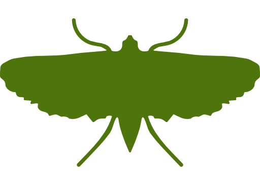 Moths