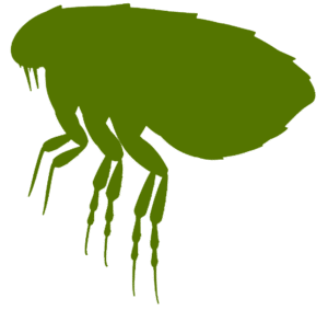 Fleas