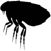 Pulga_.png Pulga_.png